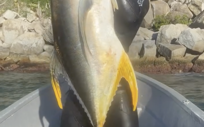 (Foto: Reprodução / redes sociais)