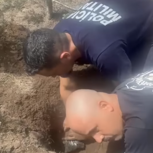 (Foto: Reprodução)